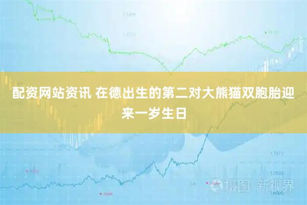 配资网站资讯 在德出生的第二对大熊猫双胞胎迎来一岁生日